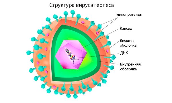 Вирус простого герпеса