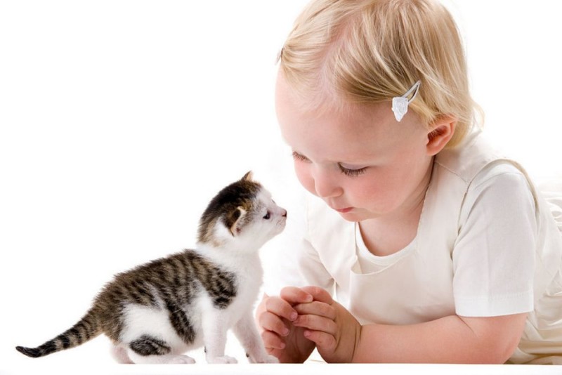 Дети и котята наиболее подвержены заболеванию лишаем из-за несформировавшегося иммунитета