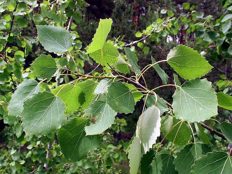 Листья осины