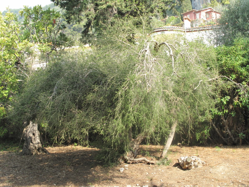 Растение Melaleuca alternifolia