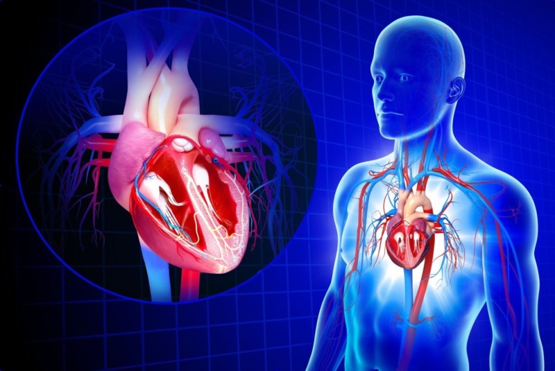 Болезни органов сердечно-сосудистой системы